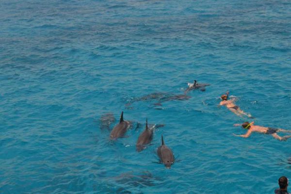 Swimming with Dolphin – Dolphin House