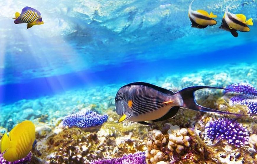 Diving Hurghada 
