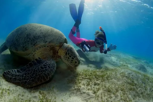 Abu Dabbab Bay Turtle Bay Snorkeling – 1Day