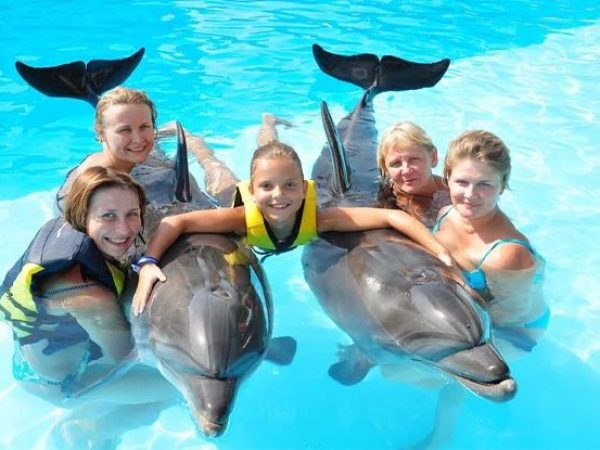 Dolphin show
